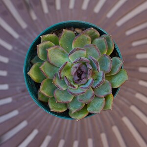 May include: Overhead view of a succulent plant in a teal pot. The succulent has green leaves with reddish-purple edges, arranged in a rosette pattern. The center of the plant is a deep purple. The pot sits on a brown surface.
