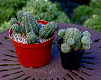 Euphorbia Obesa /Basketball plant  hybrid succulent shown  in 6” and 3.5” pots. Ships bare root.