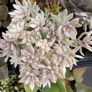 May include: A cluster of pale, pastel pink succulent plants with pointed, fleshy leaves arranged in tight rosettes. The central succulents display a soft, muted coloration, surrounded by other green and reddish-toned succulent varieties.