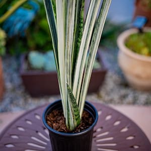 Sansevieria Bantel's Sensation - Etsy