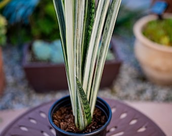 Sansevieria Blue Clone White Var | Rare Hybrid Species - Etsy