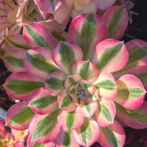 2 Aeonium Pink Witch starter / cuttings. No pot or soil. Free greeting card.
