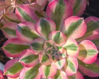 2 Aeonium Pink Witch starter / cuttings. No pot or soil. Free greeting card.