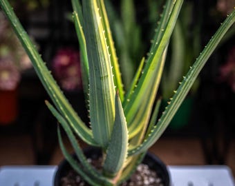 wieviel aloe vera saft am tag sovita Bio Aloe Vera Saft main image 0