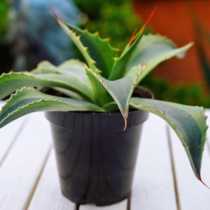 Agave Ovatifolia Orca - Etsy