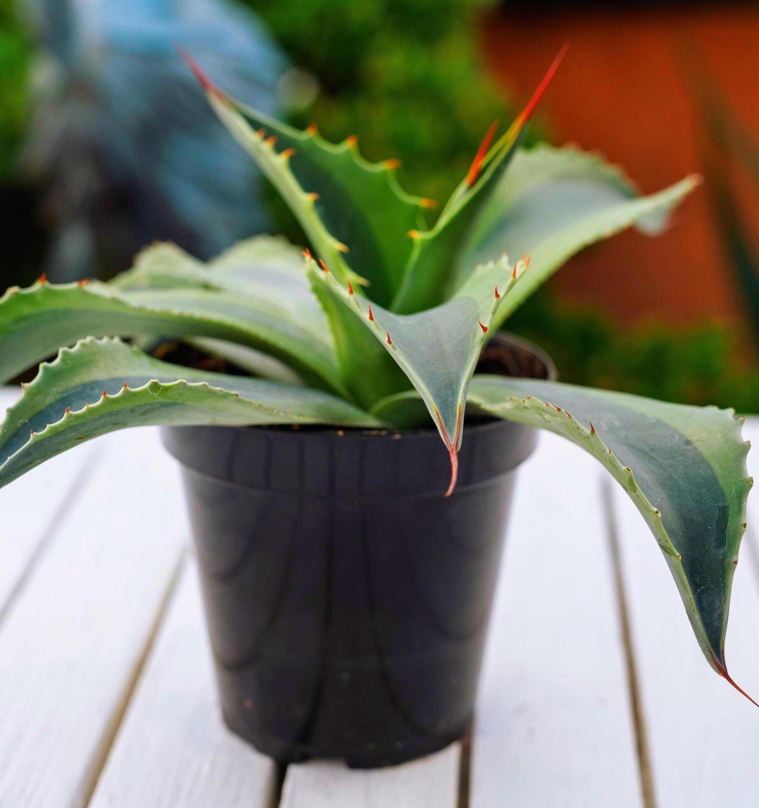 Agave Ovatifolia Orca Variegated in 6 Inch Pot. 11 - 13 Inch