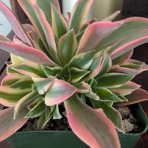 May include: A close-up of a succulent plant with green, pink, and cream-colored leaves. The plant is in a dark green square pot. The leaves have a soft, textured appearance.