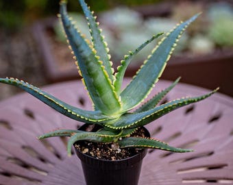 aloe vera sun Hawaiian Tropic Aloe After Sun - Soothing Sunburn Relief