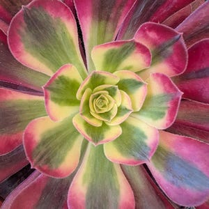 May include: A succulent plant with a rosette of fleshy, spoon-shaped leaves arranged in a spiral pattern. The leaves feature a variegated color palette of deep magenta, soft cream, and muted sage green, radiating from a bright yellow-green center.