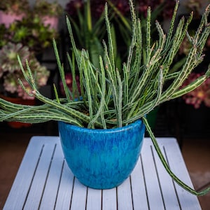 Pickle plant /Kleinia Stapeliiformis cutting/starter. No root or pot. FREE greeting card.