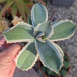 Agave Potatorum Snowfall variegated shown in 4 inch grow pot. Ships bare root.