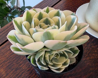 Aeonium 'copper Kettle' - Etsy