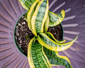 Sansevieria Suffruticosa (ha56) | Imported Snake Plants - Etsy