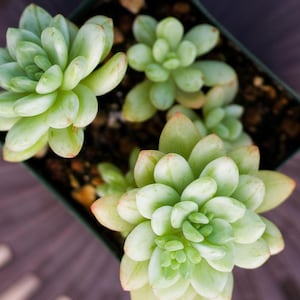 May include: Overhead view of several light green succulents in a square black pot. The succulent leaves have a rounded shape and a slight reddish tint at the tips. The plants are set against a dark brown background.