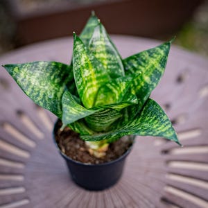Sansevieria Tiger - Etsy
