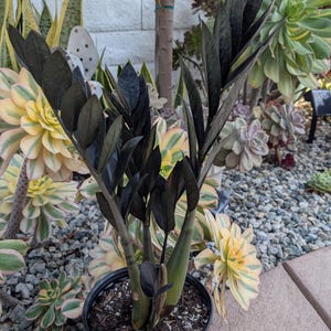 ZZ Black shown in 1 gallon, 6” and 4" pot. Ships bare root.