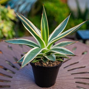 Agave Snow Glow Variegated succulent. 6 inches diameter and 6 inches tall.
