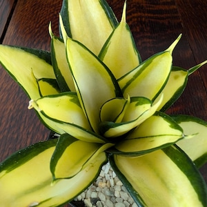 May include: A close-up of a Sansevieria plant, also known as a snake plant, with vibrant yellow and green leaves. The leaves are edged with dark green and have a pointed shape. The plant is potted in a black container with small, light-colored pebbles on top of the soil.