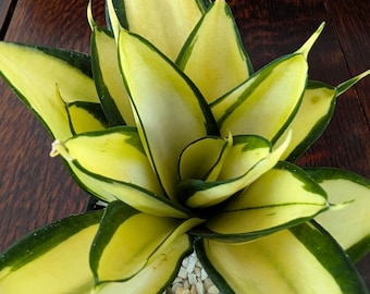 Sansevieria Golden Wendy hybrid shown in  a 3.5 inch pot. Rare. Ships bare root.