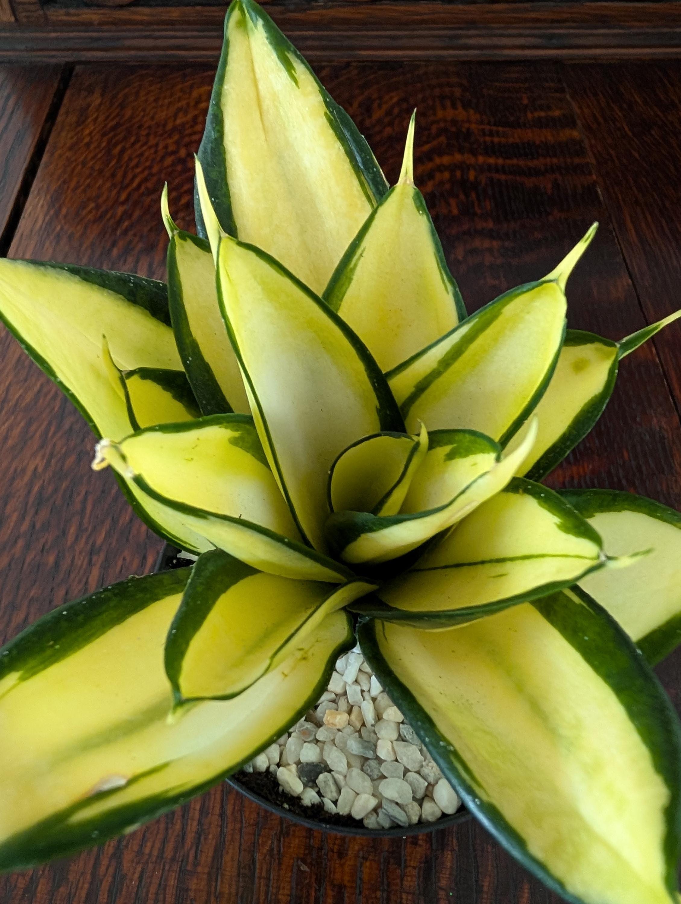 Sansevieria Rare - Etsy