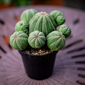 Euphorbia Obesa /Basketball succulent in 4” pot