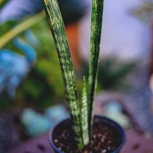is jade plant a succulent Jade Plant  Lichtenfelt's