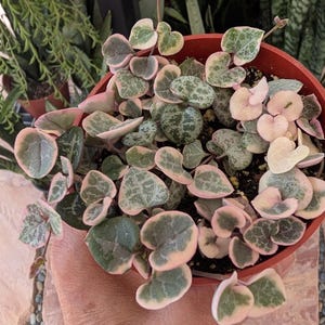May include: A potted String of Hearts plant with heart-shaped leaves. The leaves are a mix of green, pink, and cream colors. The plant is in a terracotta pot, and the leaves are cascading over the sides.