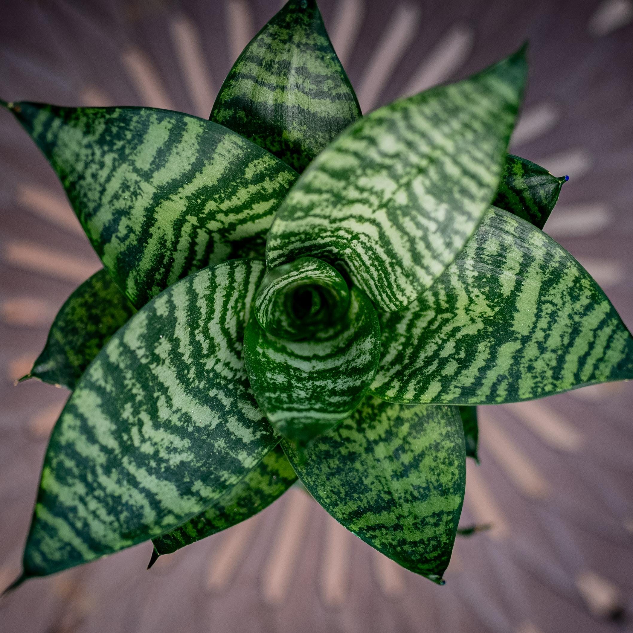 Forest Star Snake Plant - Etsy
