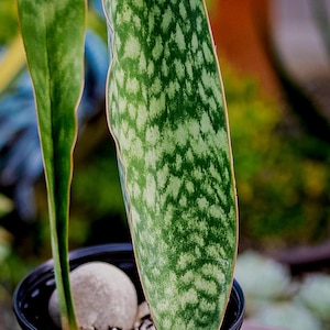Sansevieria Whale Fin - Available in 1 gallon and 4 inch grow pot.
