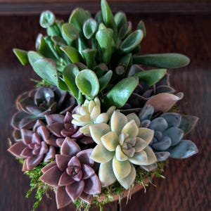 May include: A small, round terracotta pot filled with a variety of succulents. The arrangement includes green, purple, and pale yellow succulents, with a base of green moss. The pot is set against a dark wood background.