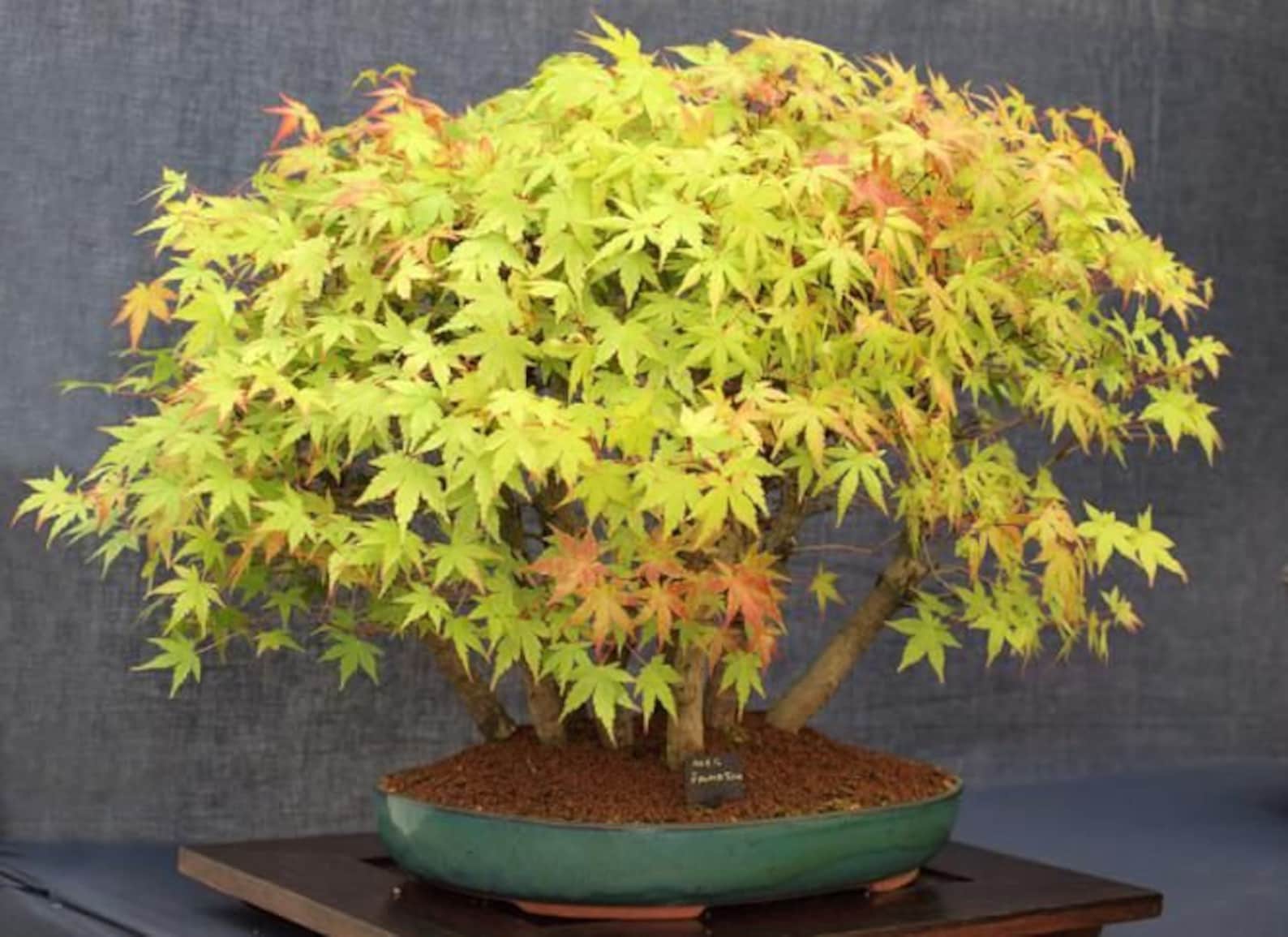 Liquidamber Bonsai árbol Organic Seeds-HeirloomOpen - Etsy España