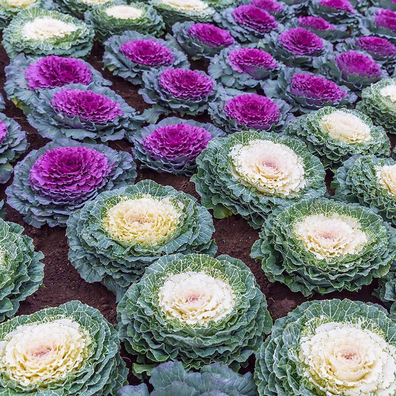 Flowering Cabbage Organic Seeds Heirloom Open PollinatedNon Etsy