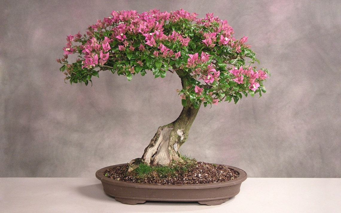 Indian Lilac Bonsai Organic Seeds-heirloomopen Pollinatednon | Etsy UK