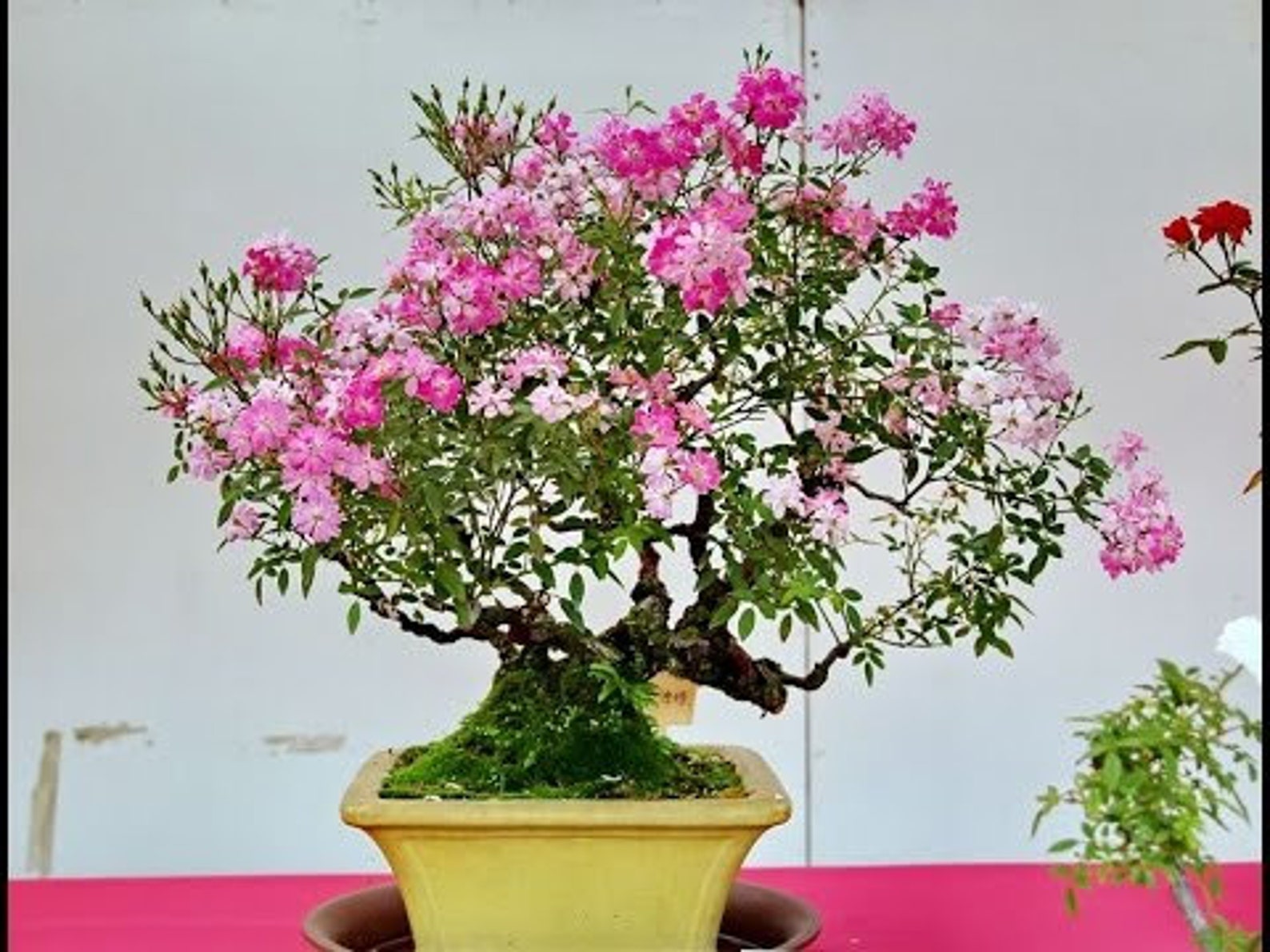 Bonsai Rose Bio SamenErbstückOpen PollinatedNonGMOsGrow Etsy.de