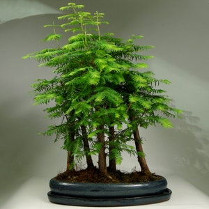 Bonsai Metasequoia Organic Seeds-Heirloom,Open Pollinated,Non GMO-Grow Indoors,Outdoors,In Pots,Grow Beds,Soil,Hydroponics & Aquaponics