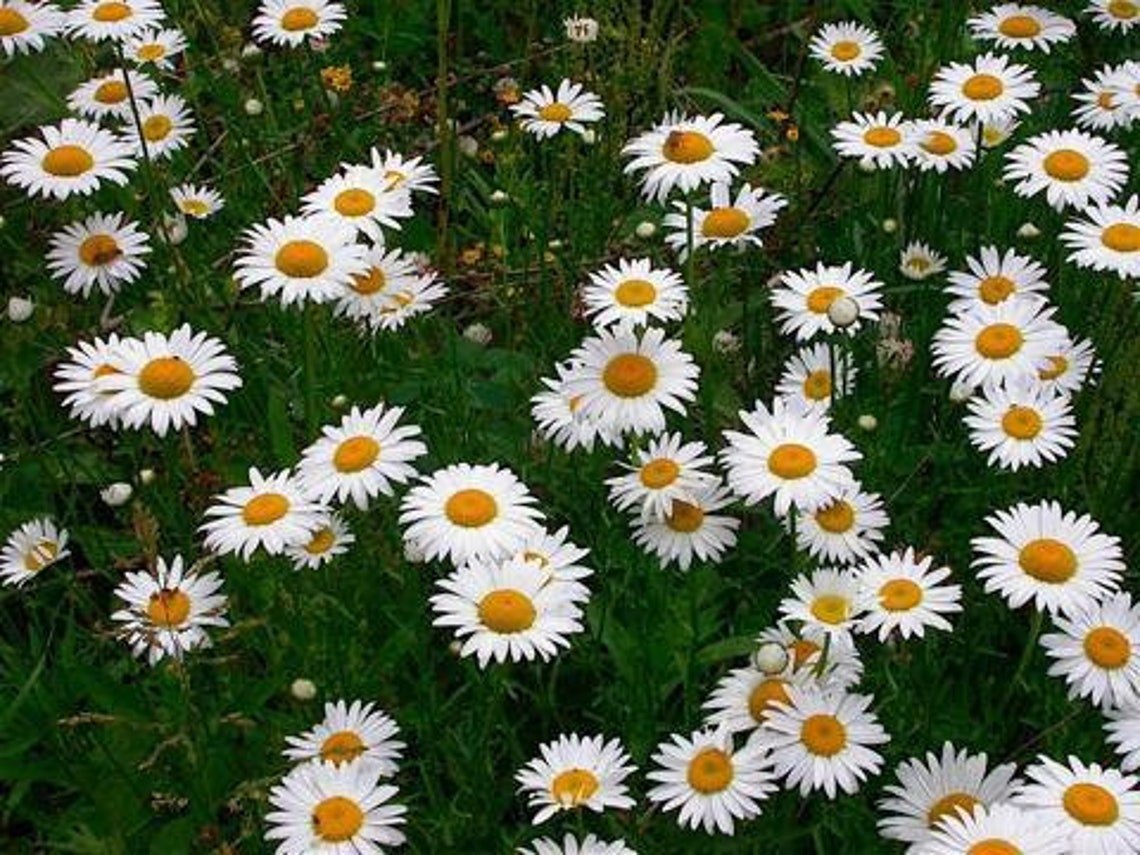 Chrysanthemum Organic Seeds heirloom Open Pollinatednon Etsy