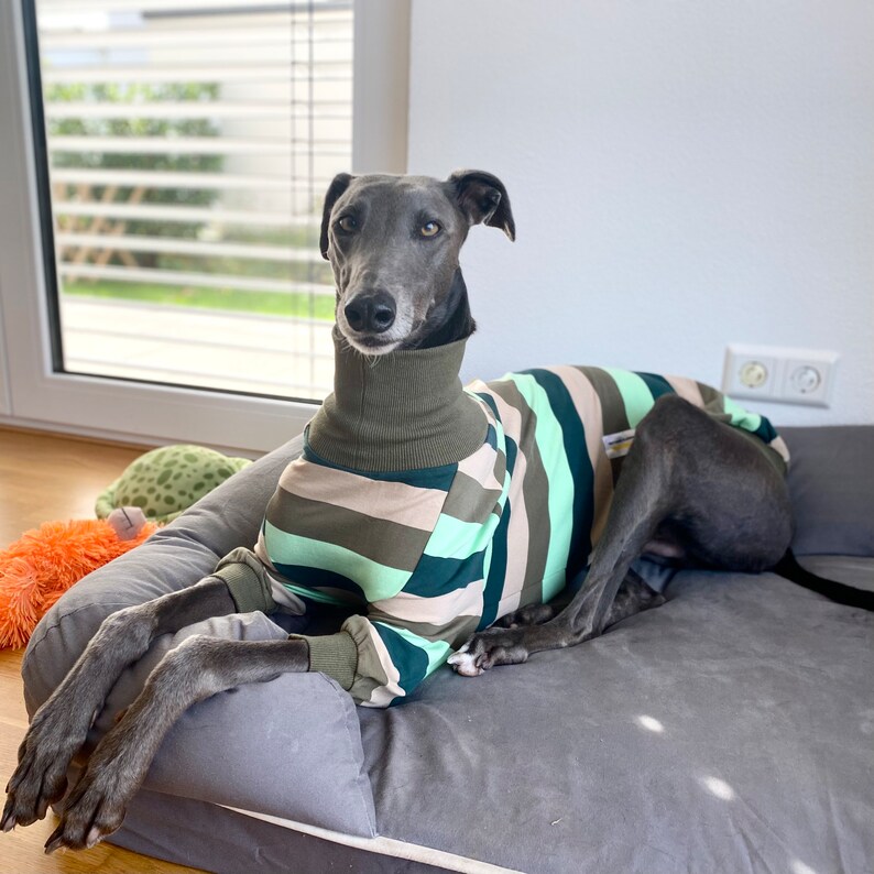 Greyhound Jumper, Greyhound Pyjama's, Greyhound pjs, Lurcher pyjama's, Lurcher PJs, Lurcher jumper, Greyhound Romper, Whippet Jumper afbeelding 1