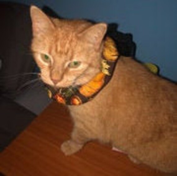 Cat hot sale scrunchie collar