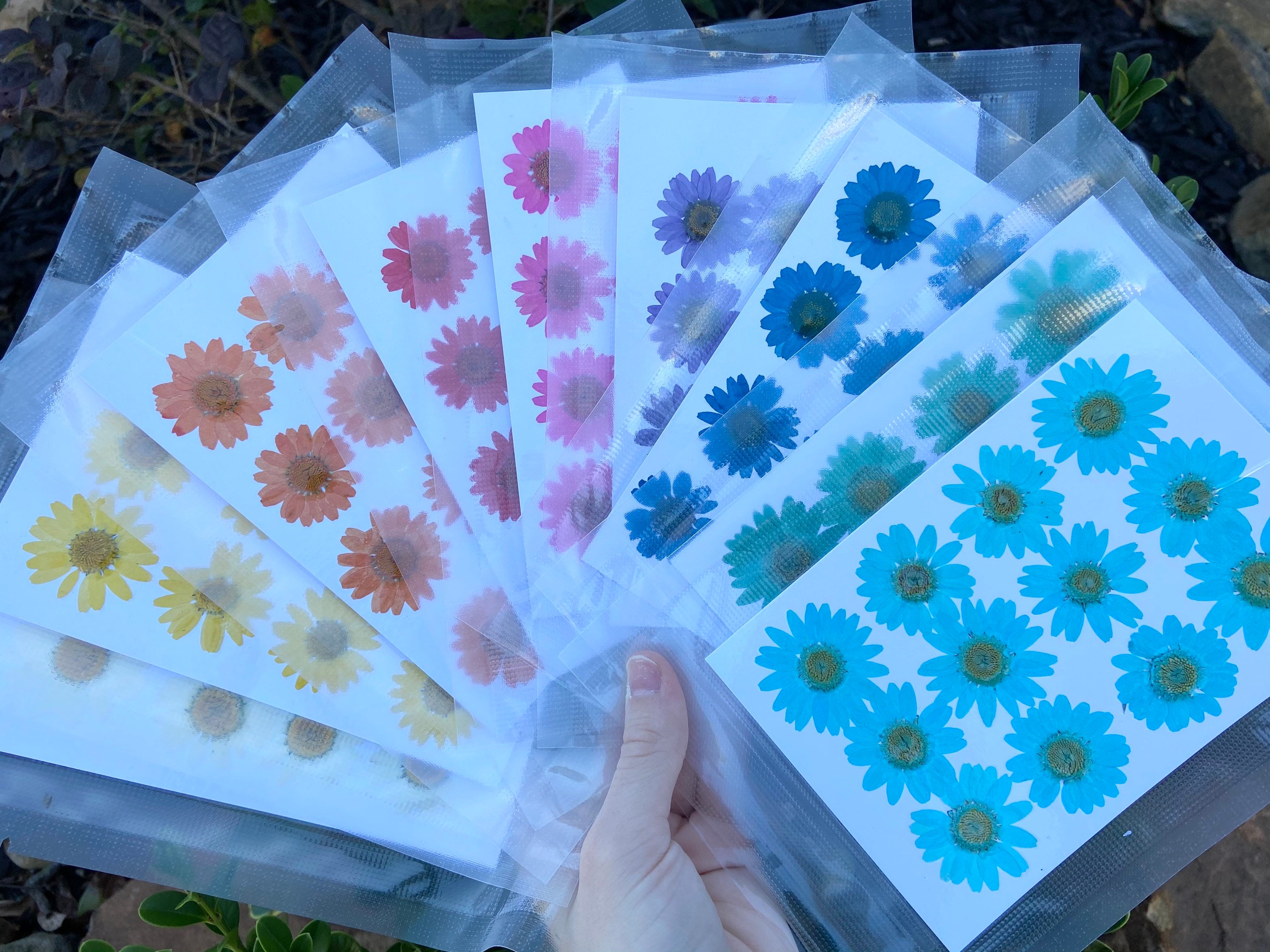 Dry Pressed Flowers Daises 12 Pieces | Colorful Pressed Flowers | Res…
