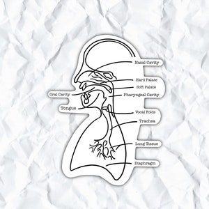 Gesangsanatomie-Diagramm, IPA-Aufkleber, Stimme, Gesang, Sänger, Sopran, Alt, Tenor, Bass, Chor, Gesangspädagogik, Musiker Geschenk