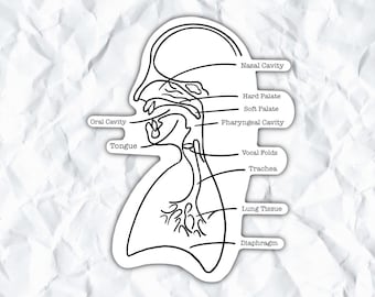 Vocal Anatomy Diagram, IPA Sticker, Voice, Vocal, Singer, Soprano, Alto, Tenor, Bass, Choir, Vocal Pedagogy, Musician Gift