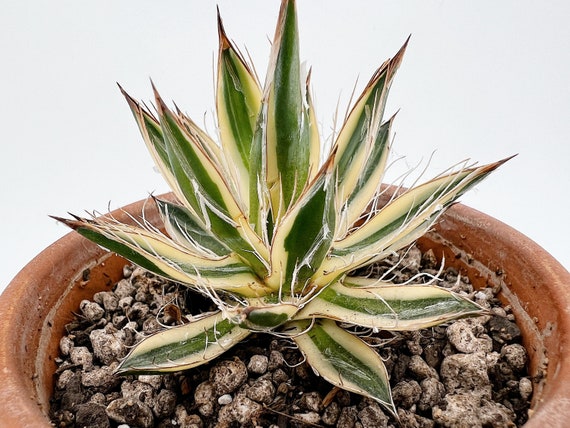 Agave Schidigera Shira Ito no Ohi Royal Flush Queen of White Thread  Variegated
