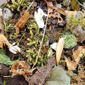Graveyard Dirt - Creepy and Unusual Foraging Mix