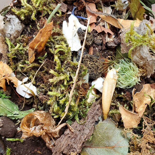 Graveyard Dirt - Creepy and Unusual Foraging Mix
