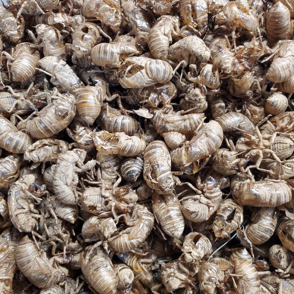 Saved by the Shell - cicada exoskeletons