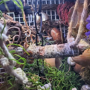 Birch, Please!! Birch bark, sticks and wood for foraging, edible decor or naturalizing hermit crab and reptile tanks