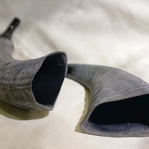 Puede incluir: Dos cuernos de shofar negros, instrumentos ceremoniales judíos tradicionales hechos de cuernos de carnero, se muestran sobre un fondo de tela blanca.