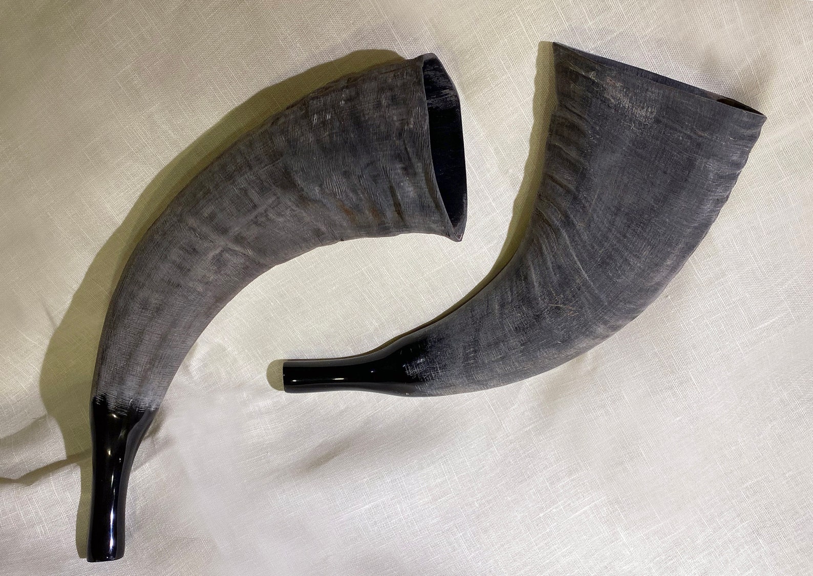 Wind Instrument From Vietnam - Goat Horn. Ideal for Musical ...