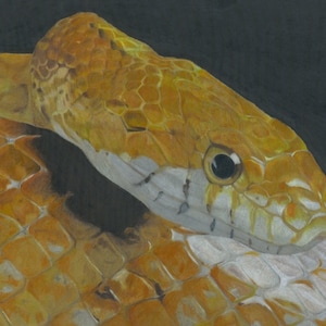 Skye - Corn Snake Limited Edition Pencil Art Print