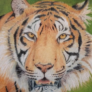 Tiger pencil portrait - &quot;Aquia&quot; - limited edition run of 100